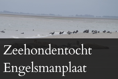 Zeehondentocht Engelsmanplaat